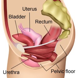 diagram of women's pelvic floor